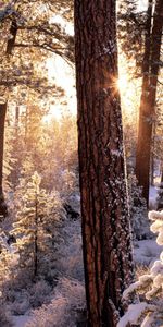 Sapins,Arbres,Neige,Paysage,Hiver