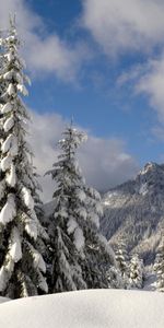 Invierno,Árboles,Nieve,Abetos,Paisaje