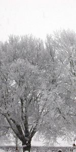 Arbres,Neige,Hiver,Paysage