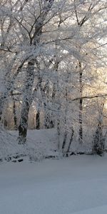 Paisaje,Invierno,Árboles,Nieve