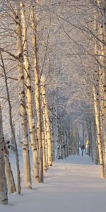 Invierno,Árboles,Nieve,Paisaje