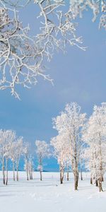 Landscape,Winter,Trees