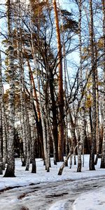 Landscape,Winter,Trees