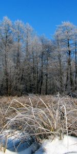 Arbres,Paysage,Hiver