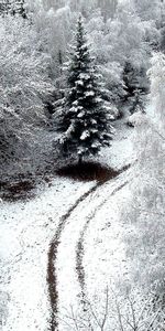 Arbres,Paysage,Hiver