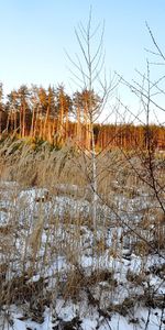 Landscape,Winter,Trees