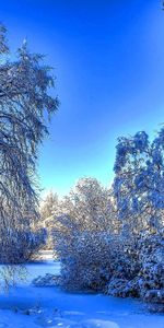 Landscape,Winter,Trees