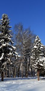 Landscape,Winter,Trees