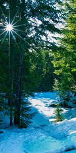 Landscape,Winter,Trees