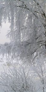 Landscape,Winter,Trees