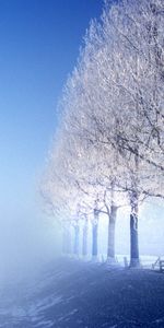 Landscape,Winter,Trees