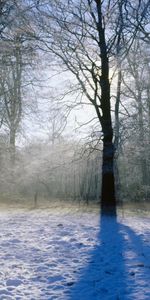 Landscape,Winter,Trees