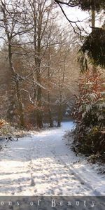 Árboles,Paisaje,Invierno