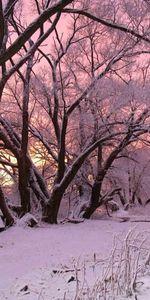 Paysage,Arbres,Neige,Hiver,Aube