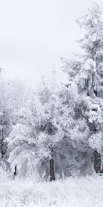 Sapins,Arbres,Hiver,Paysage