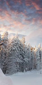 Sapins,Arbres,Paysage,Hiver,Montagnes,Neige