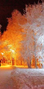 Landscape,Winter,Trees,Night,Snow