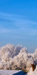 Arbres,Routes,Hiver,Paysage