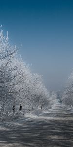 Routes,Arbres,Hiver,Paysage