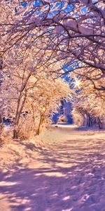 Routes,Arbres,Neige,Paysage,Hiver