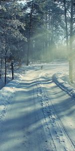 Arbres,Routes,Neige,Hiver,Paysage