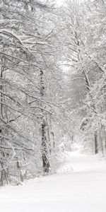 Landscape,Winter,Trees,Roads,Snow,Fir Trees,Nature