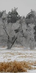 Paisaje,Invierno,Árboles,Nieve