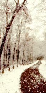 Arbres,Neige,Hiver,Paysage