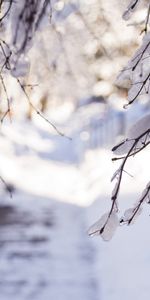 Paysage,Neige,Hiver,Arbres