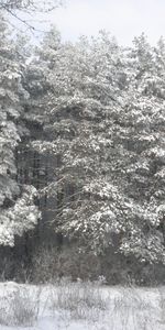 Landscape,Winter,Trees,Snow