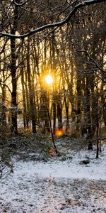 Invierno,Árboles,Nieve,Paisaje