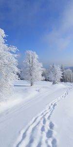 Снег,Деревья,Зима,Пейзаж