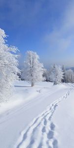 Neige,Arbres,Paysage,Hiver