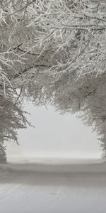 Arbres,Neige,Hiver,Paysage