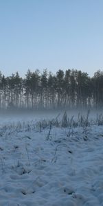 Arbres,Neige,Hiver,Paysage