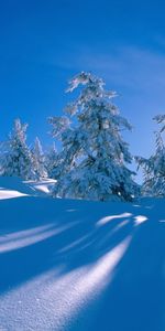 Landscape,Winter,Trees,Snow