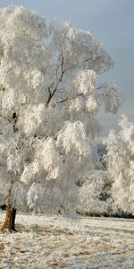 Landscape,Winter,Trees,Snow,Fields