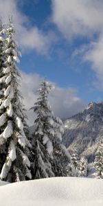 Invierno,Árboles,Nieve,Abetos,Paisaje