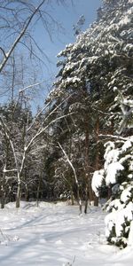 Sapins,Neige,Paysage,Hiver,Arbres