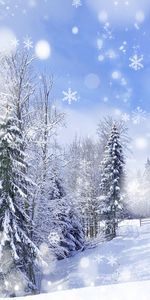 Landscape,Winter,Trees,Snow,Fir Trees