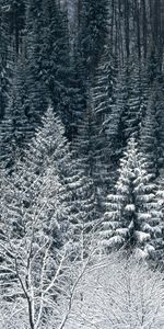 Sapins,Arbres,Hiver,Neige,Paysage