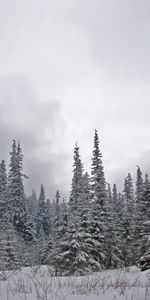 Paisaje,Invierno,Árboles,Nieve,Abetos