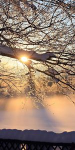 Landscape,Winter,Trees,Sun