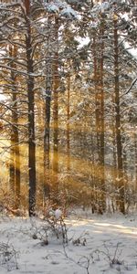 Landscape,Winter,Trees,Sun,Snow