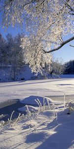 Landscape,Winter,Trees,Sun,Snow