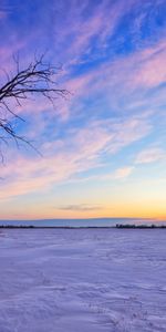 Invierno,Árboles,Puesta Del Sol,Paisaje