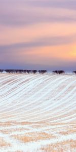 Landscape,Winter,Trees,Sunset,Fields