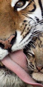 Language,Tongue,Tiger Cub,Animals,Care,Weasel,Tiger