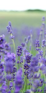 Lavender,Flowers,Blur,Smooth,Field