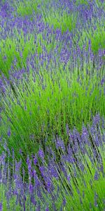 Lavender,Flowers,Greens,Field